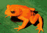 (4+7)-colour frog