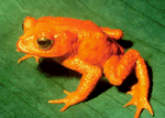 256-colour frog
