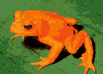 (2+2x3)-colour frog